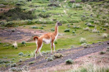 Güney Şili 'nin güneyindeki Patagonya' da Torres del Paine Ulusal Parkı 'nda Guanaco (Lama guanicoe).