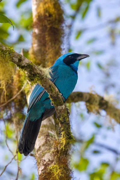 Turquoise Jay Cyanolyca Turcosa Mindo Cloud Forest Pichincha Province Northern — Stock Photo, Image