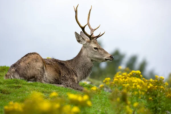 Ερυθρά Ελάφια Cervus Elaphus Στα Υψίπεδα Της Σκωτίας — Φωτογραφία Αρχείου