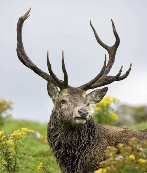 Cerf Virginie Cervus Elaphus Dans Les Highlands Écossais — Photo