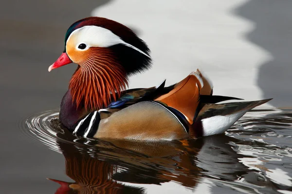 Mandarin Duck (Aix galericulata), or just Mandarin, is a medium-sized perching duck, closely related to the North American Wood Duck. The adult male is a striking and unmistakable bird.