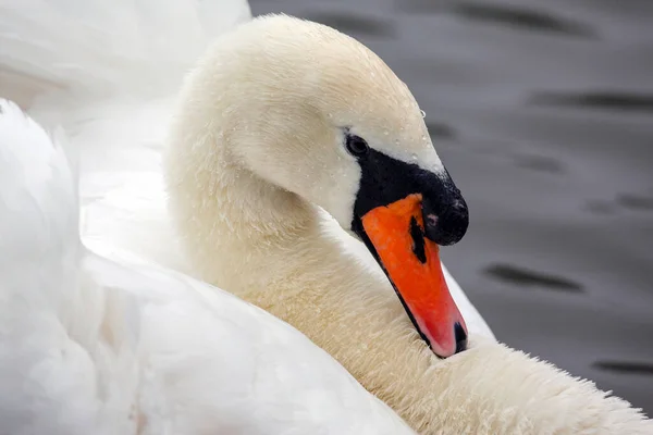 Male Mute Swan Cygnus Olor — Stock fotografie