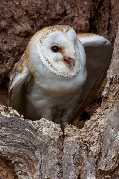 Barn Owl Tyto Alba Most Widely Distributed Species Owl World — Stock Photo, Image