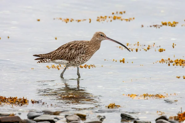 Eurasian Curlew Numenius Arquata Wader Scolopacidae 주하는 동물로서 지역의 대부분을 — 스톡 사진