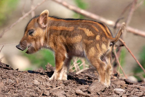 Jóvenes Cerdos Del Río Rojo Africano Potamochoerus Porcus — Foto de Stock