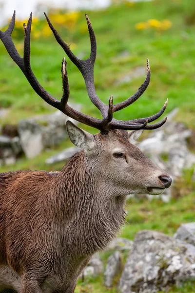 Red Deer Stag Cervus Elaphus Nas Terras Altas Escócia — Fotografia de Stock