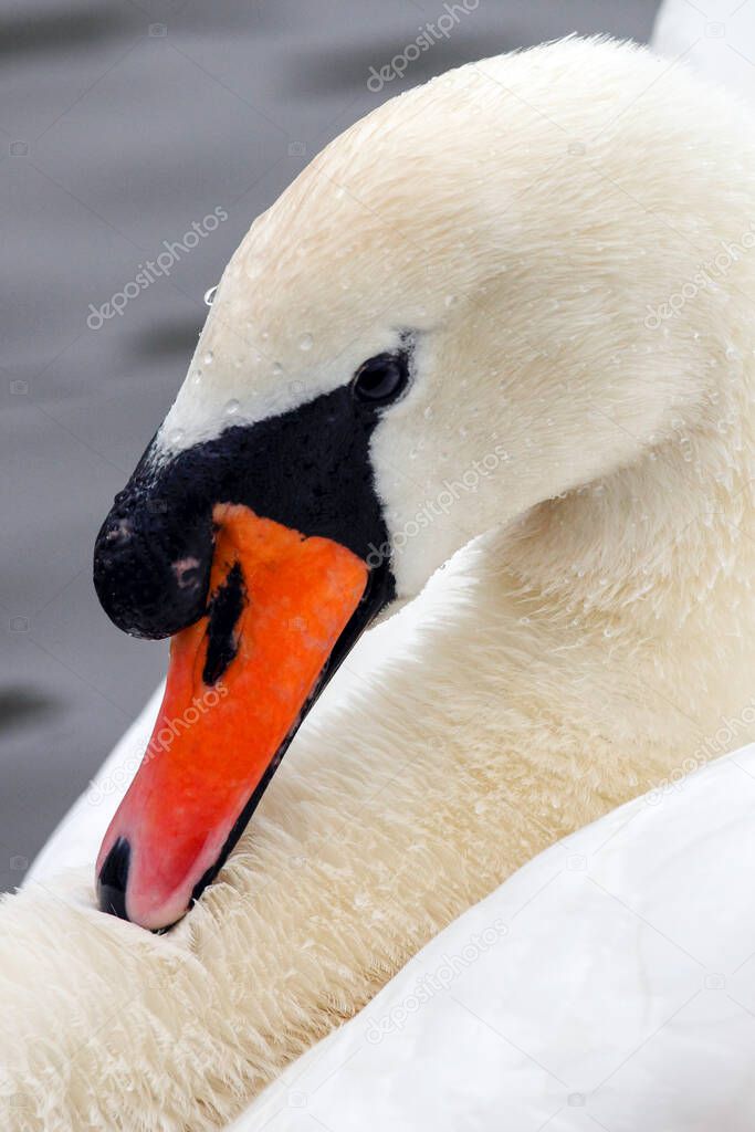Male Mute Swan - Cygnus olor