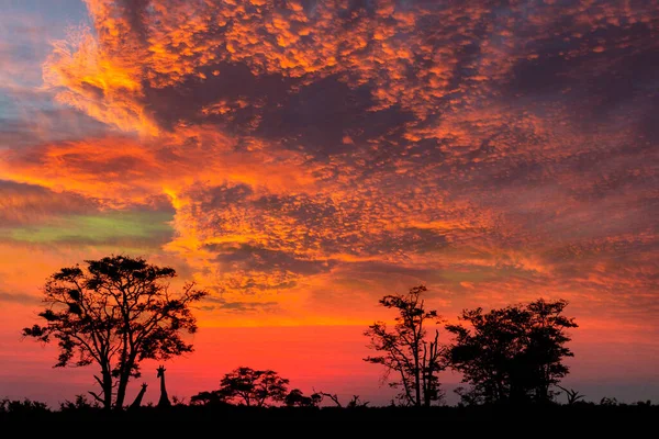 Dramatic Sunset Savuti Region Northern Botswana Africa — Stock Photo, Image