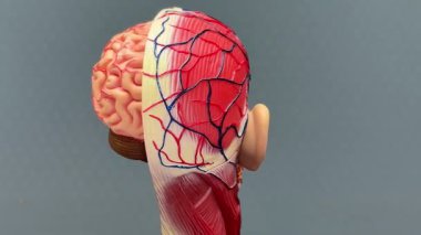 İnsan anatomisi, insan kafasının anatomik modeli. Kasları, kan damarlarını, kemik yapısını ve beyni gösteren bir tıbbi öğretim yardımı..
