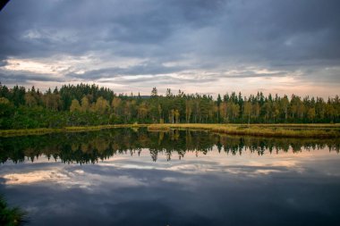 Sakin suya yansıyan orman