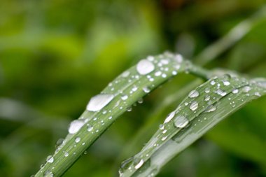 Çimlerin üzerinde bir damla su