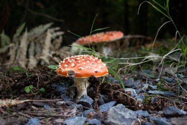 Ormanda yolun yanında iki toadstools