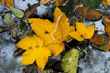 Suda sonbahar yaprakları