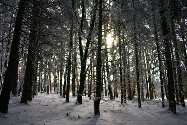 Sol Brillando Través Del Bosque Nevado — Foto de Stock