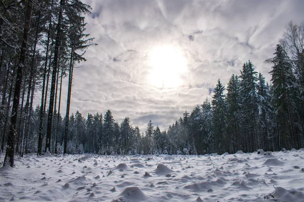 Stumps Lesie Pokryte Śniegiem — Zdjęcie stockowe