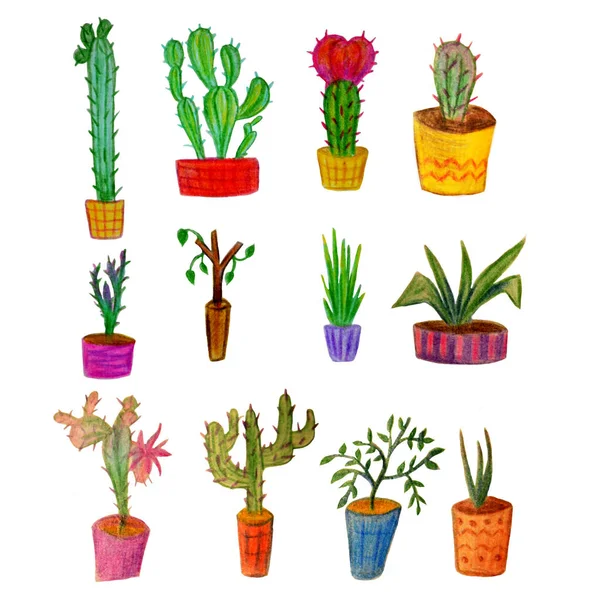 Home piante, fiori in vaso, cactus isolati su fondo bianco . — Foto Stock