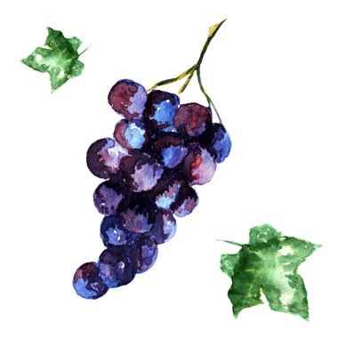 Suluboya lezzetli üzüm ve yaprakları beyaz bir arka planda izole. Suluboya Illustration.