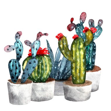 Suluboya kaktüsler üzerinde beyaz bir arka plan izole kümesi. Çizilmiş suluboya resim.