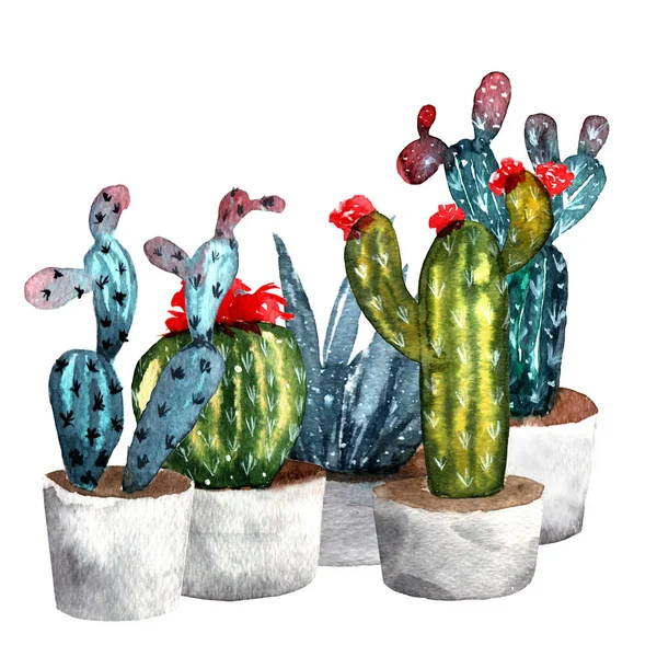 Suluboya kaktüsler üzerinde beyaz bir arka plan izole kümesi. Çizilmiş suluboya resim.
