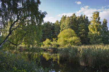 Küçük nehir (Silinupe) sazlık ve Lapmezciems (kemeri Milli Parkı), bitkilerde fazla büyümüş Letonya