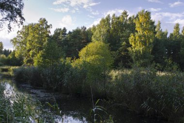 Küçük nehir (Silinupe) sazlık ve Lapmezciems (kemeri Milli Parkı), bitkilerde fazla büyümüş Letonya
