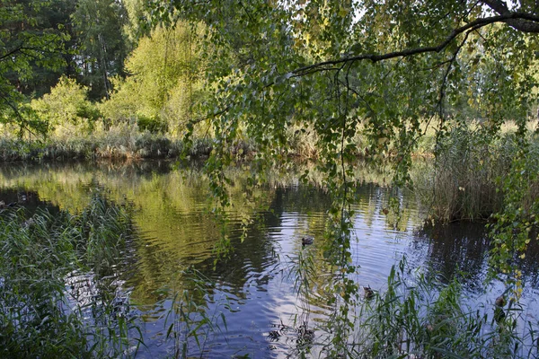 Riviertje Silinupe Begroeid Met Riet Planten Lapmezciems Kemeri Nationalpark Letland — Stockfoto