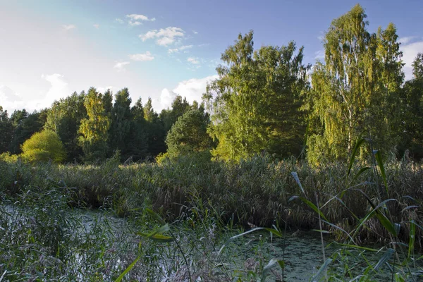 Küçük nehir (Silinupe) sazlık ve Lapmezciems (kemeri Milli Parkı), bitkilerde fazla büyümüş Letonya