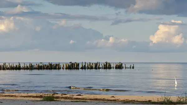 Zobrazit Staré Vlnolam Příspěvky Pláži Lapmezciems Záliv Riga Lotyšsko — Stock fotografie