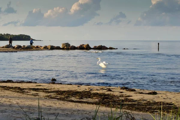 Uma Vista Postes Quebra Mar Velhos Praia Lapmezciems Riga Bay — Fotografia de Stock