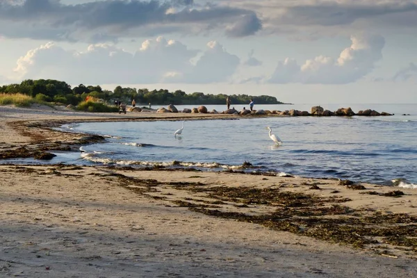 Zobrazit Staré Vlnolam Příspěvky Pláži Lapmezciems Záliv Riga Lotyšsko — Stock fotografie