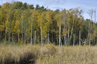 Huş ağacı orman kemeri Milli Park, Letonya 