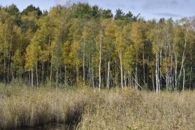 Huş ağacı orman kemeri Milli Park, Letonya 