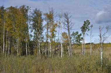 Huş ağacı orman kemeri Milli Park, Letonya 