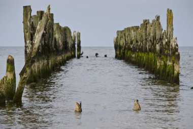 Yüzme ve Dalış, Lapmezciems, Riga Körfezi, Letonya yeşilbaş ördekler birkaç eski dalgakıran mesajları