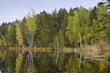 Kemeri Milli Parkı, Letonya ağaçların yansıması ile orman Gölü (melnezers)