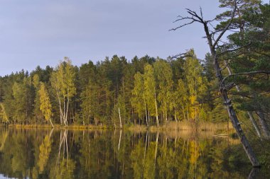 Kemeri Milli Parkı, Letonya ağaçların yansıması ile orman Gölü (melnezers)