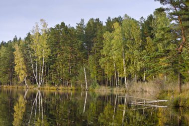 Kemeri Milli Parkı, Letonya ağaçların yansıması ile orman Gölü (melnezers)
