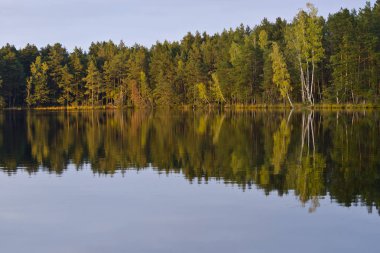 Kemeri Milli Parkı, Letonya ağaçların yansıması ile orman Gölü (melnezers)