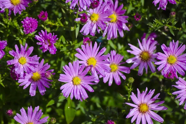 Pink Chrysanthemum in a garden, Latvia