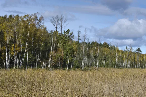 Forêt Bouleaux Dans Parc National Kemeri Lettonie — Photo