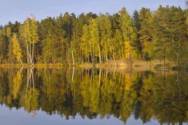 Kemeri Milli Parkı, Letonya ağaçların yansıması ile orman Gölü (melnezers)