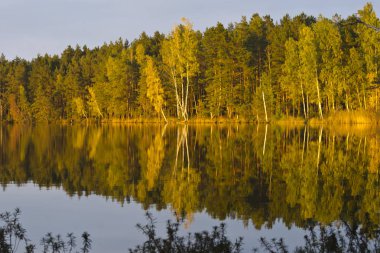 Kemeri Milli Parkı, Letonya ağaçların yansıması ile orman Gölü (melnezers)