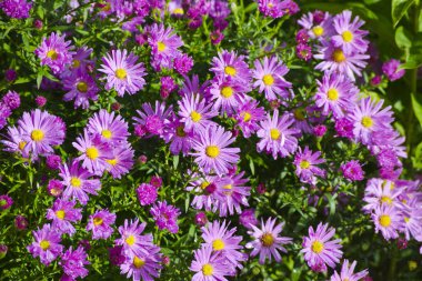 Pembe krizantem bir bahçe, Letonya