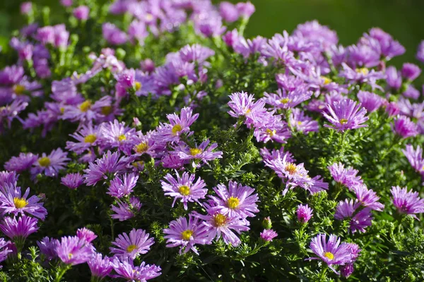 Pink Chrysanthemum in a garden, Latvia