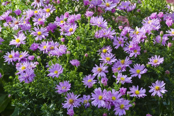 Pink Chrysanthemum in a garden, Latvia