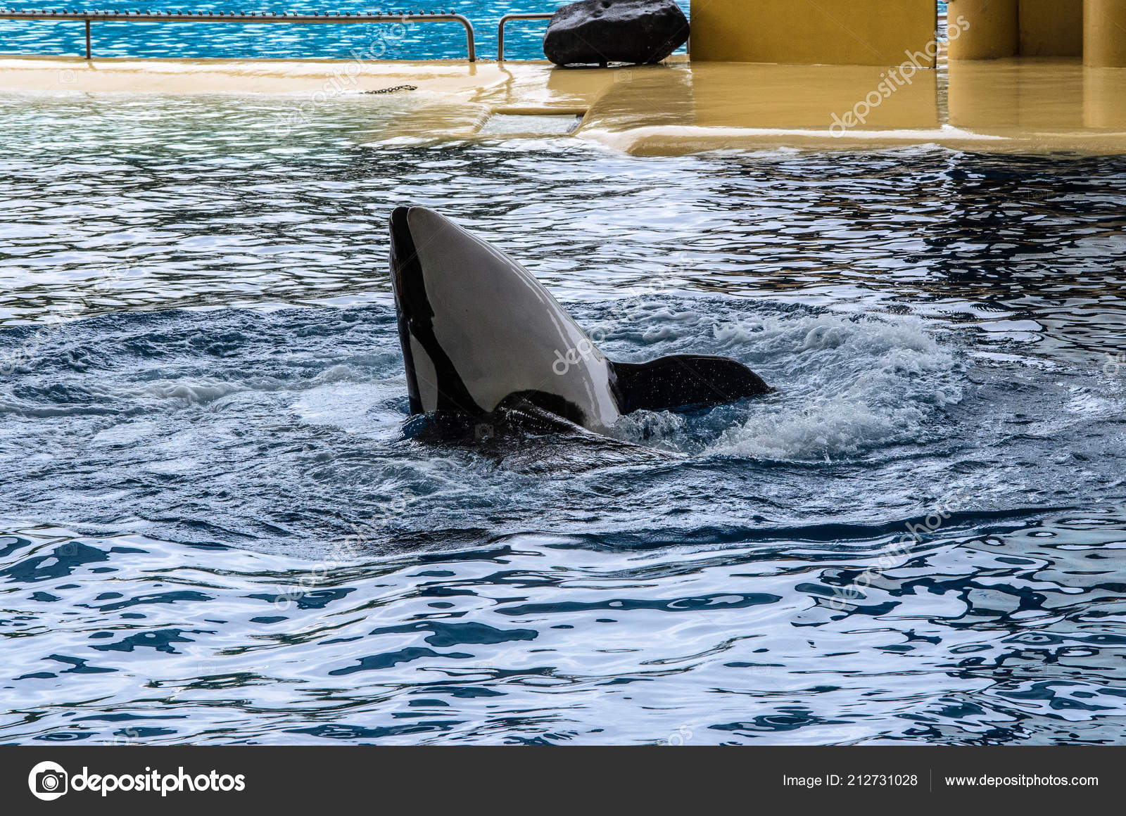 Orca Ocean Show Loro Park Puerto Cruz Tenerife Cana Stock Editorial Photo C Sergejs Kartasovs Gmail Com 212731028