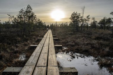 Harika Kemeri bataklık Boardwalk Aralık, Kemeri Milli Parkı, Letonya