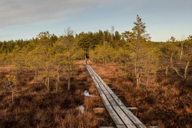Harika Kemeri bataklık Boardwalk Aralık, Kemeri Milli Parkı, Letonya