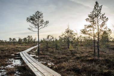 Harika Kemeri bataklık Boardwalk Aralık, Kemeri Milli Parkı, Letonya