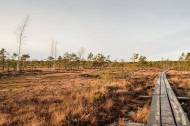 Harika Kemeri bataklık Boardwalk Aralık, Kemeri Milli Parkı, Letonya